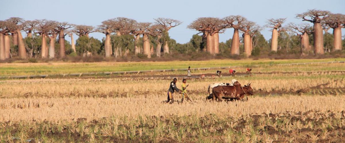 Concilier développement d'une agriculture durable et préservation de la biodiversité, un défi de recherche que relève depuis 20 ans le Cirad et ses partenaires à Madagascar © E. Menguy, Cirad